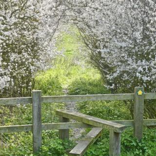 Trees forming a natural boundary line with a wooden fence in the foreground